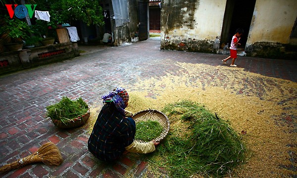 Ancient village at harvest time  - ảnh 11